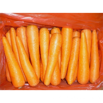 Best Fresh Vegetables Carrot hot Sale In 2018